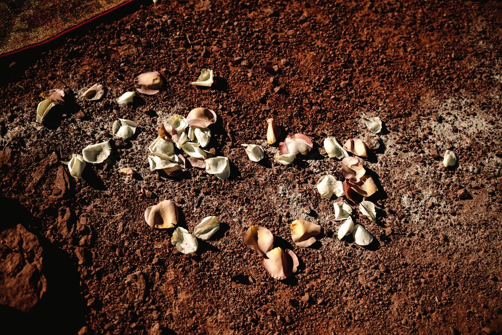 Scattered white flower petals on Sedona red desert soil in bright sunlight.
