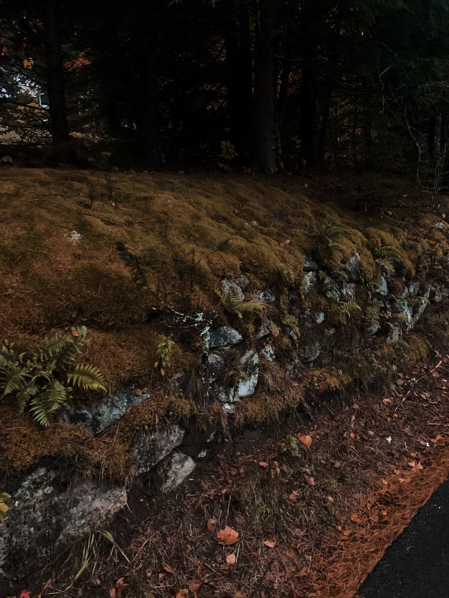 Rocky terrain and fallen leaves along a forested hillside at dusk.