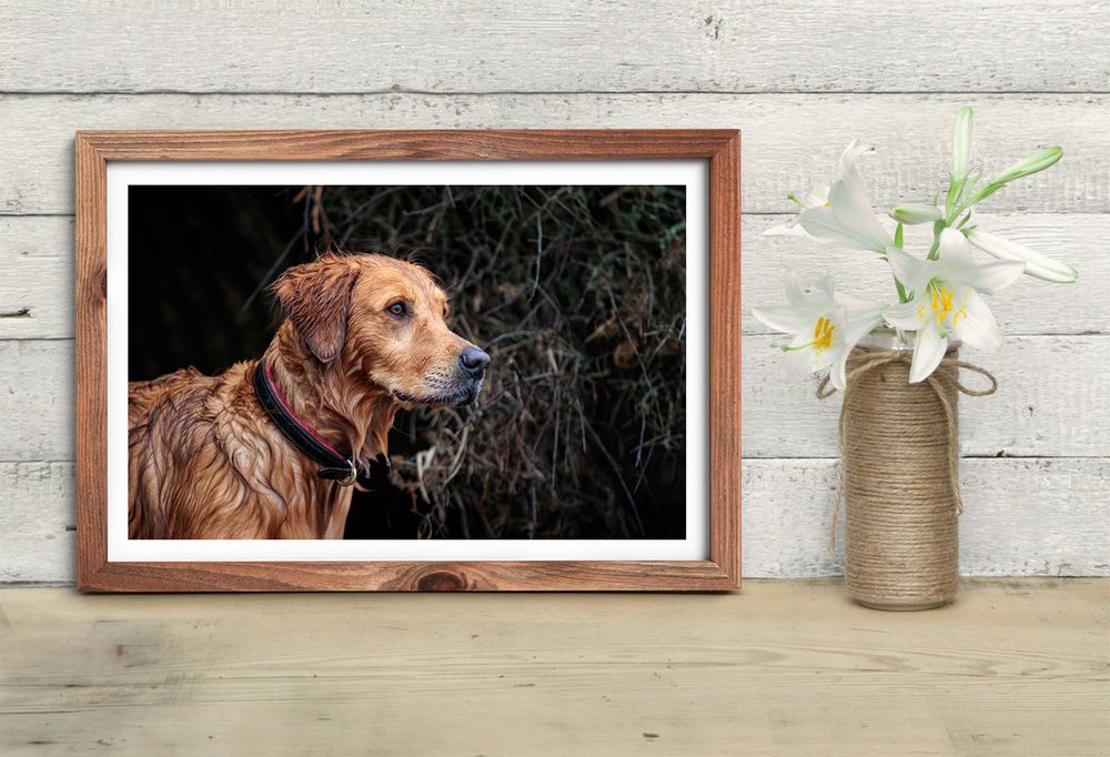 a portrait of a golden retriever taken in the new forest