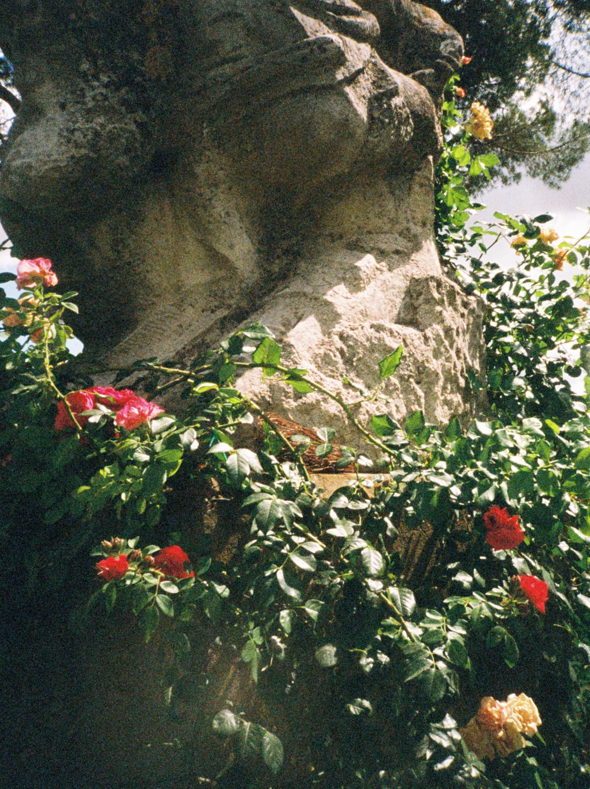 Red flowers bloom against a rocky cave wall with green foliage in natural sunlight.