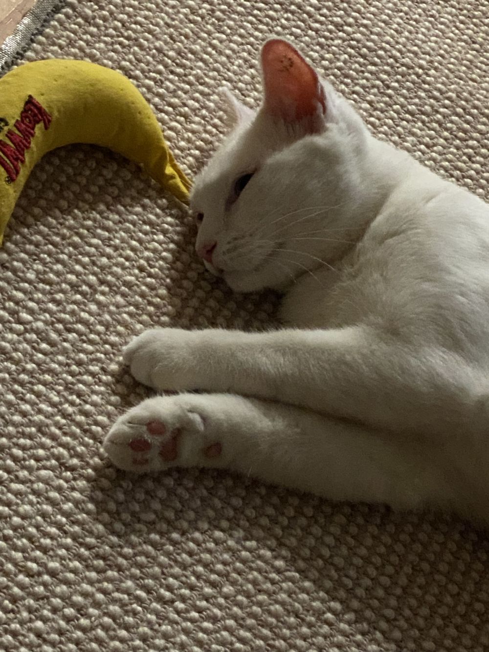 Sleeping white cat curled up next to a yellow banana-shaped toy on carpet.