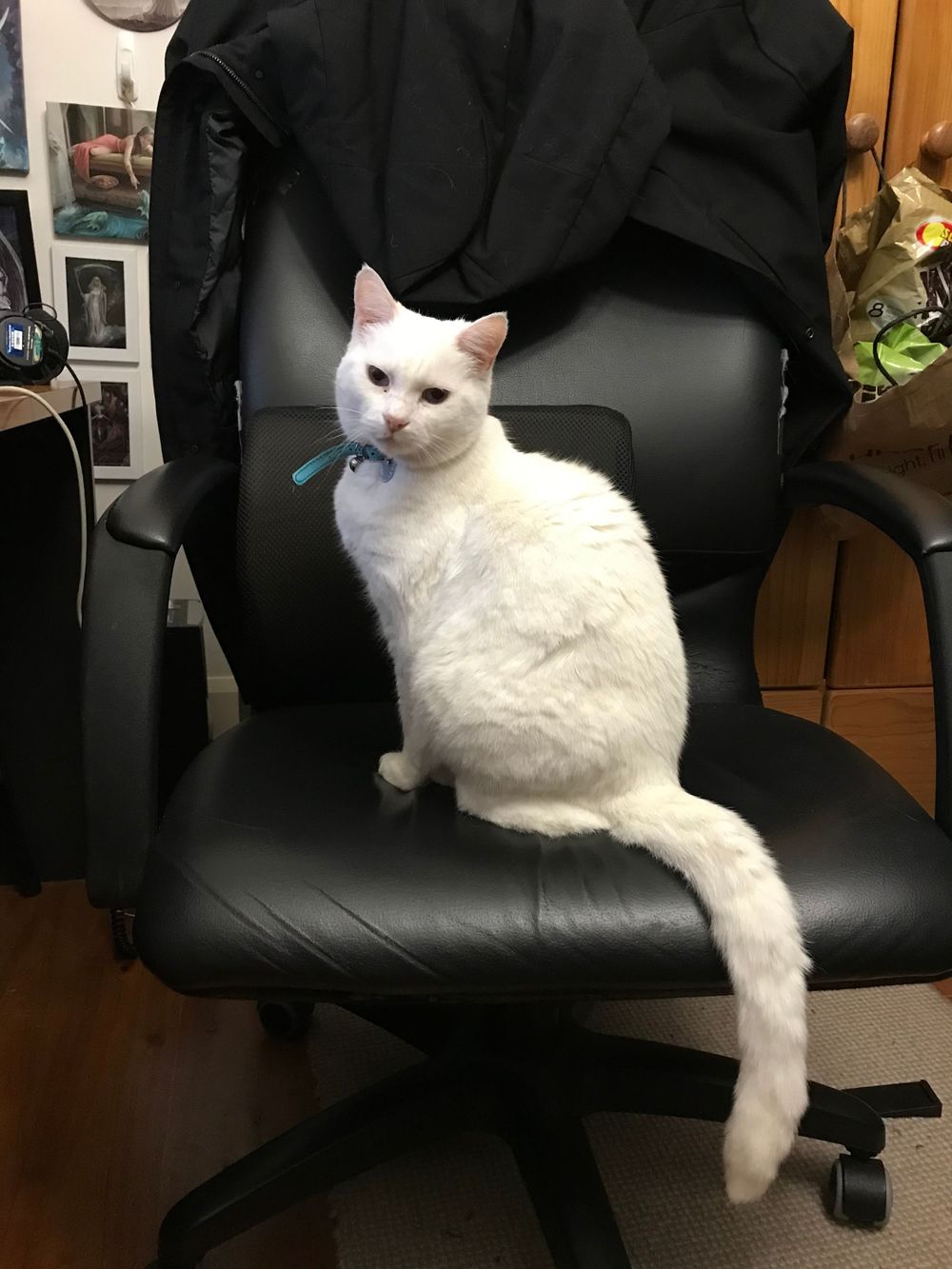 White cat with turquoise collar sitting regally on a black leather office chair.