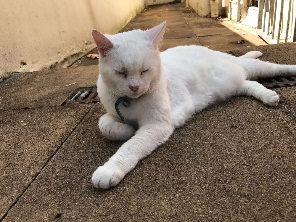 White cat lounging on concrete surface with eyes partially closed.