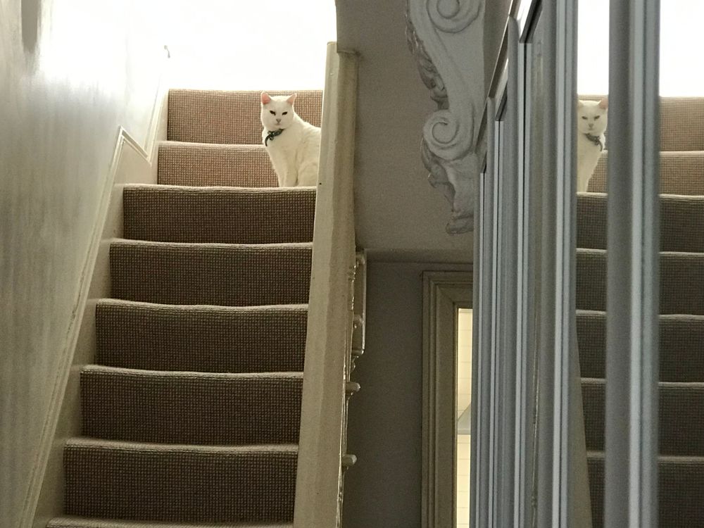 White cat sitting at the top of carpeted stairs looking down towards camera.