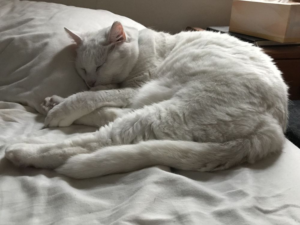 Fluffy white cat sleeping peacefully on white bedding.