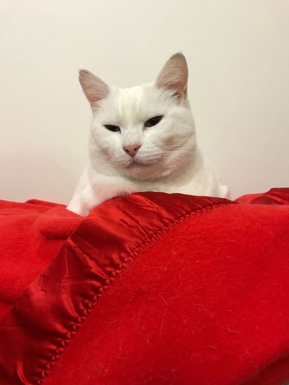 White cat with stern expression peering over red cushion or pillow.