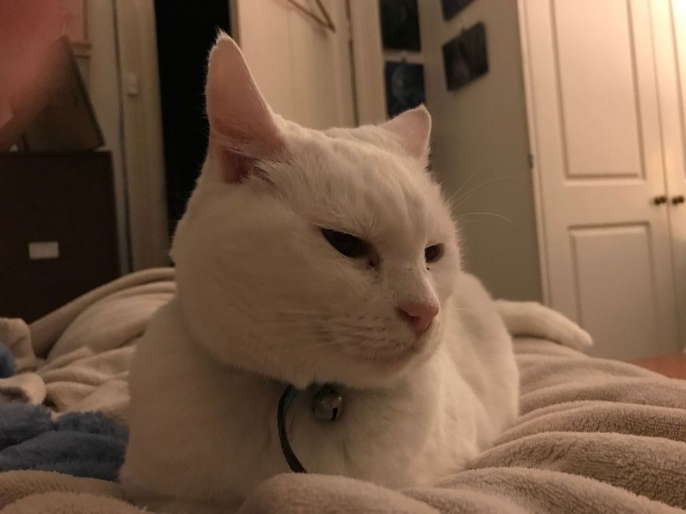 White cat with contemplative expression resting on textured bedding.
