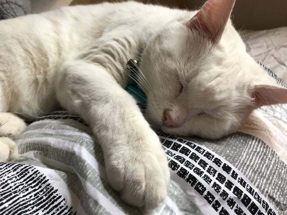 Sleeping white cat wearing turquoise collar on patterned fabric.