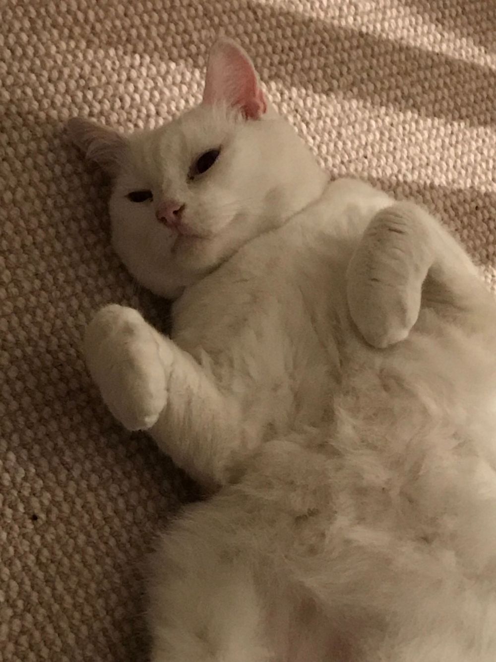 A white cat lounges on a beige carpet with a relaxed expression.