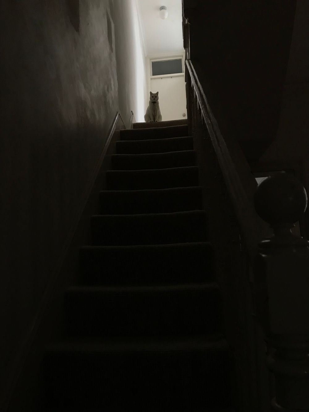 A silhouette of a cat sits at the top of a dark staircase.