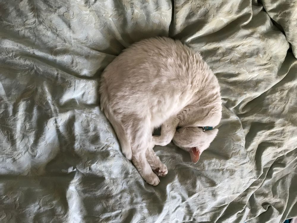 A white cat curled up sleeping on wrinkled grey bedding.
