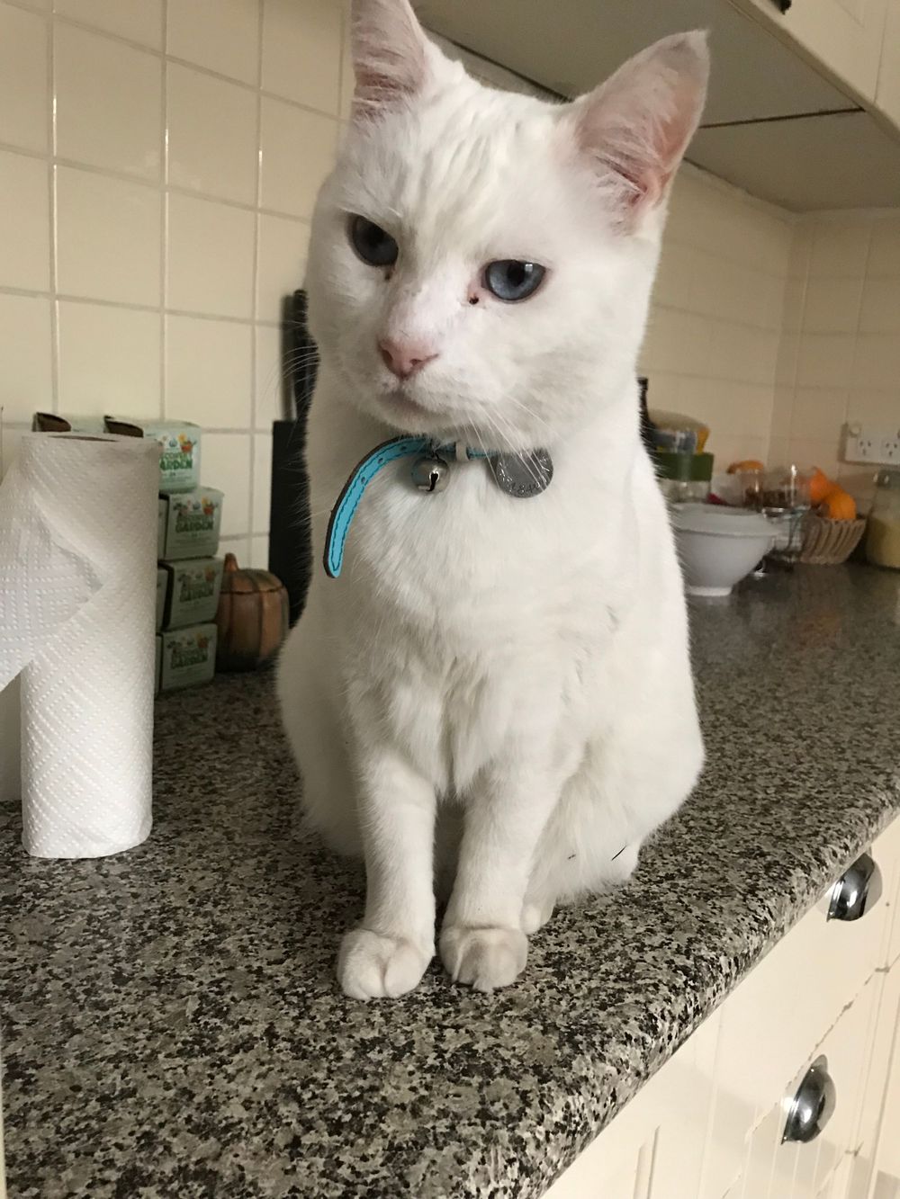 A white cat with bright eyes wearing a blue collar sits on a granite countertop.