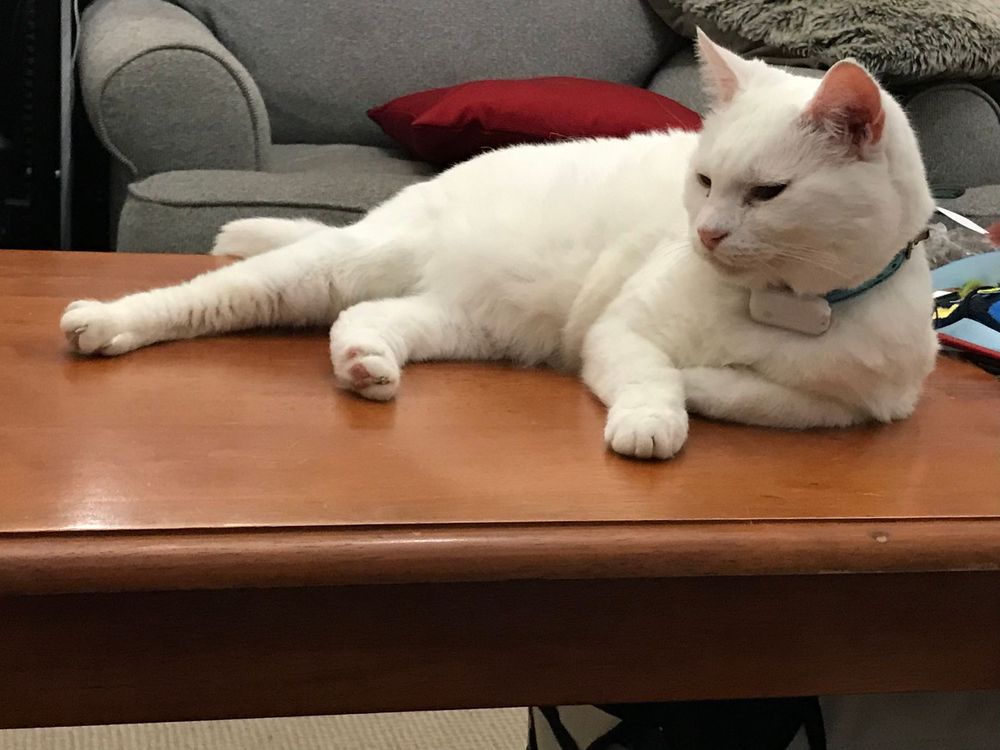 A white cat with a blue collar relaxes on a wooden coffee table.