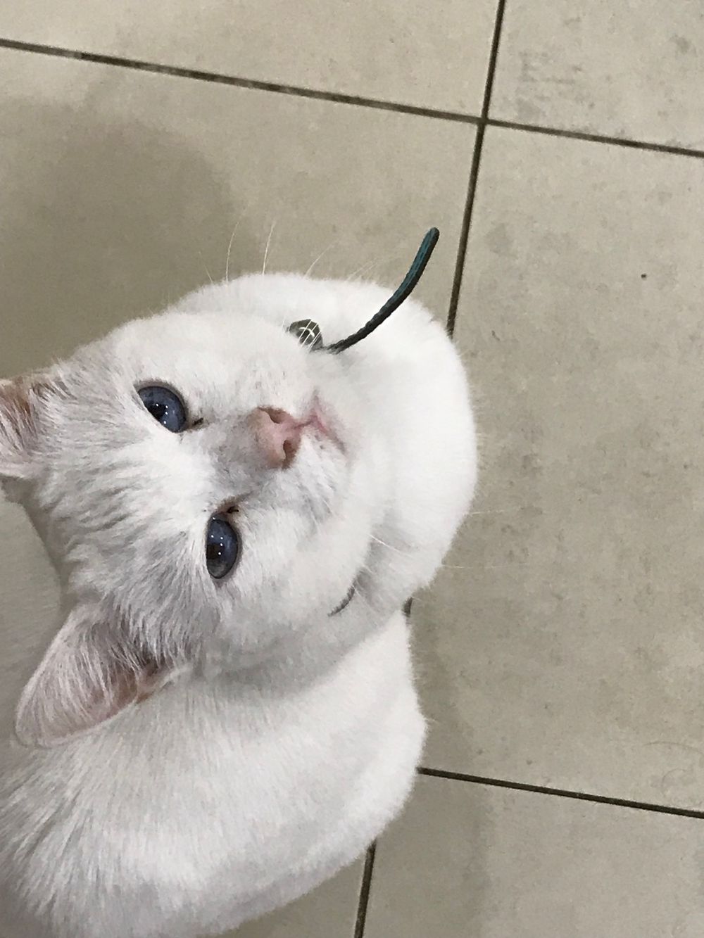 Close-up portrait of a white cat with blue eyes on tile floor.