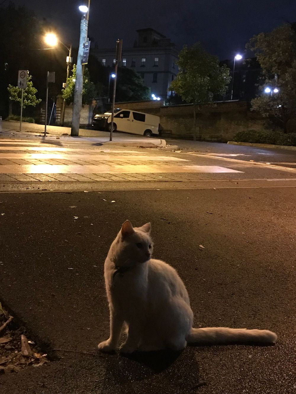 White cat sits on pavement at night under street lights.