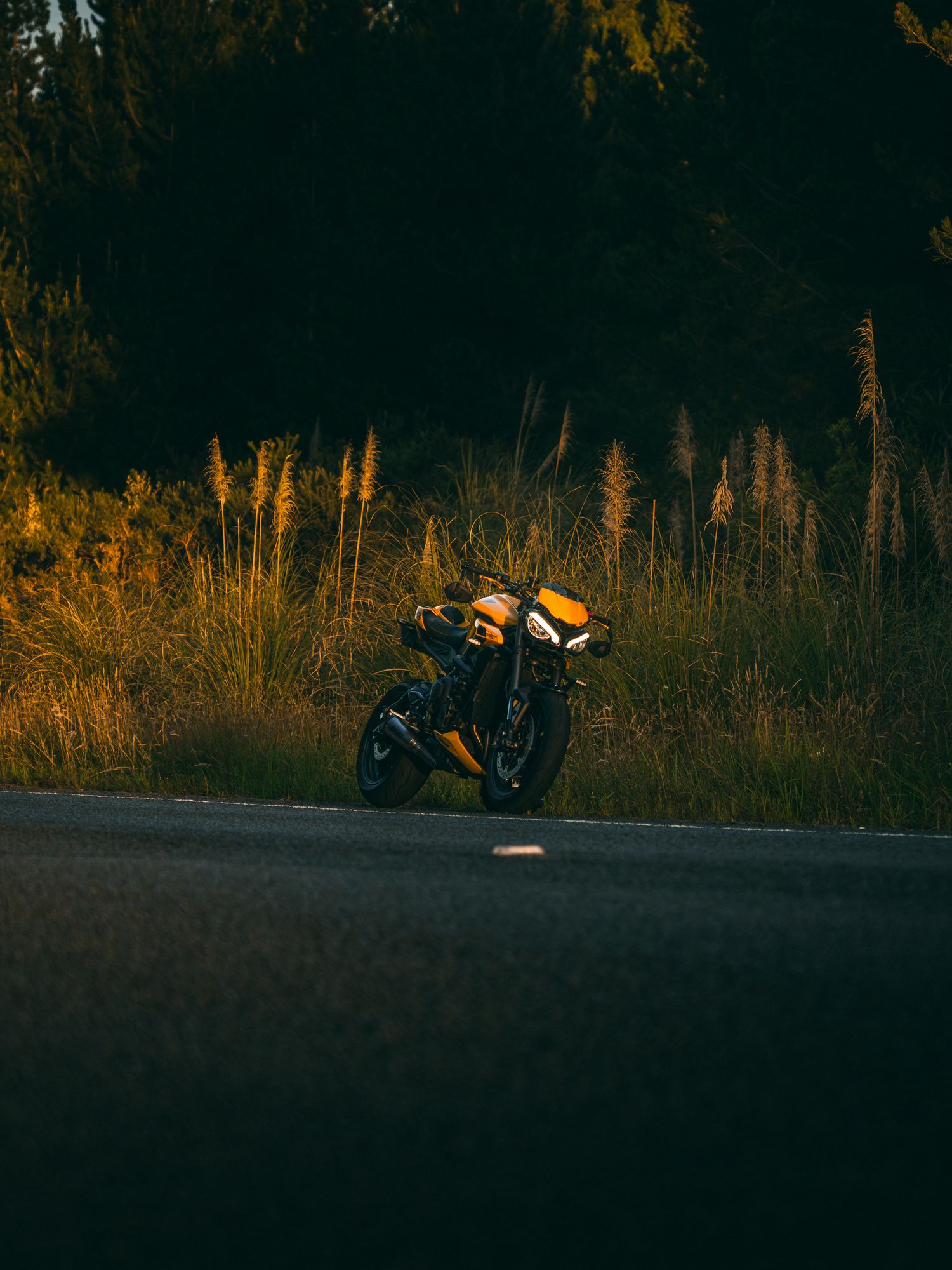 Yellow motorcycle parked amongst the bushes