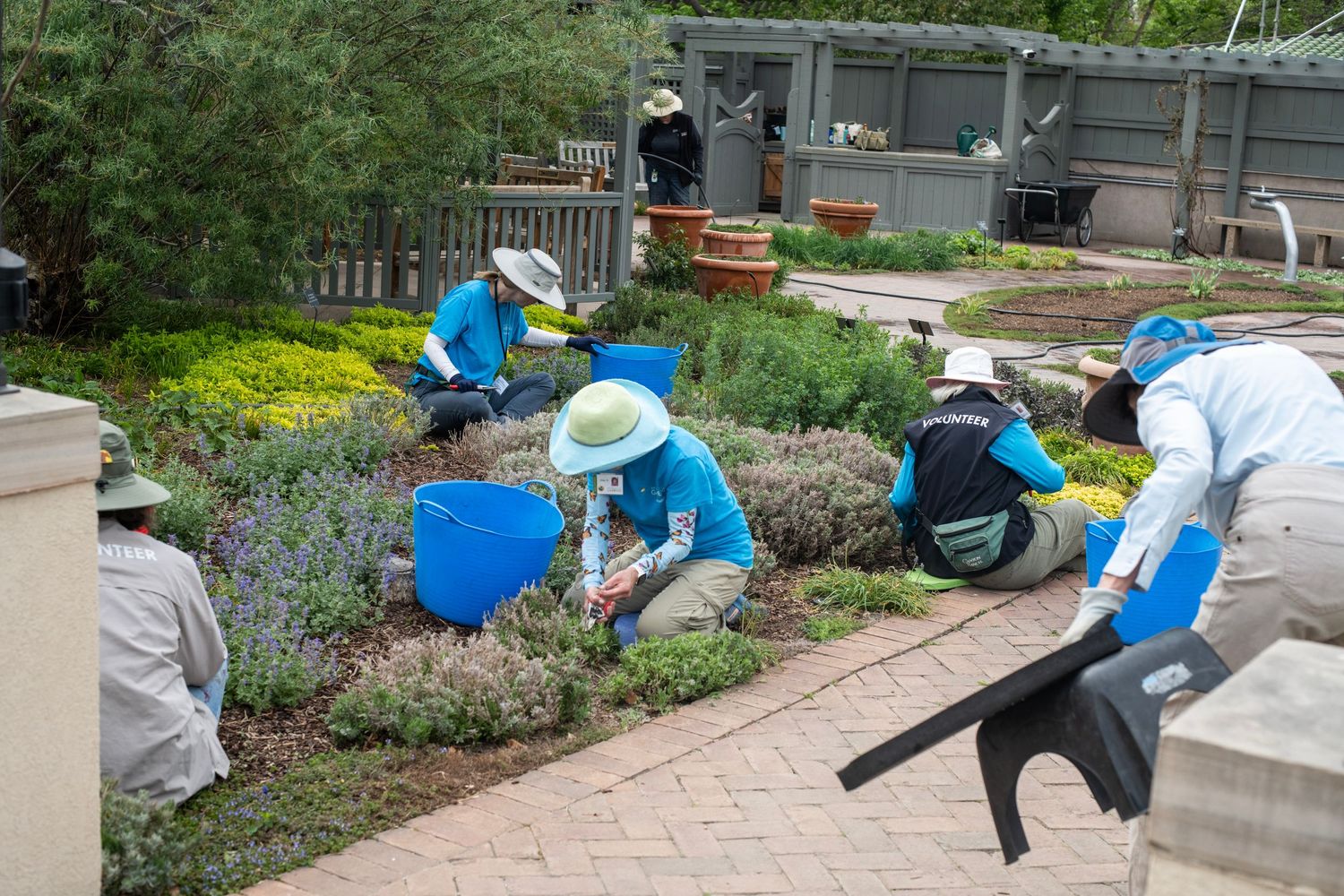 Volunteers in blue uniforms tending a lush garden bed with tools and wheelbarrow on a cloudy day.