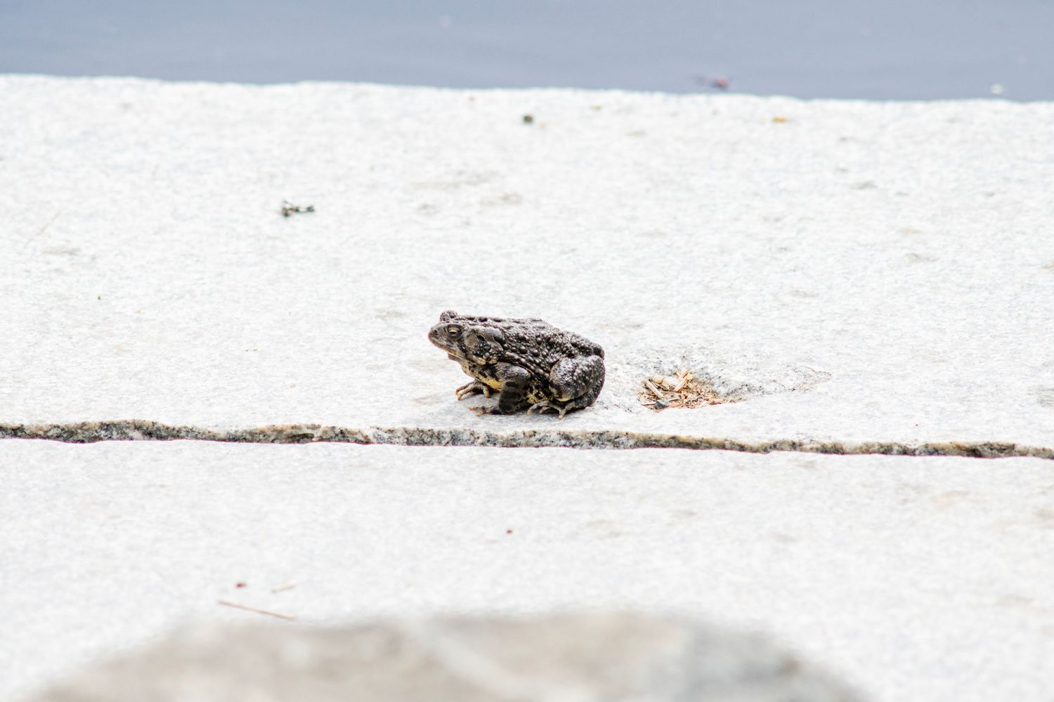 A small brown toad sitting on a white concrete surface with a crack running through it.