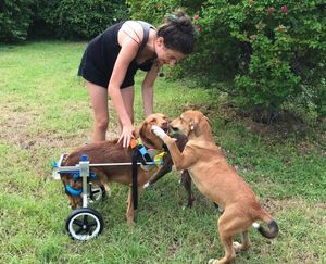 Woman assists a disabled dog in a wheelchair interacting with another brown dog on green grass outdoors.