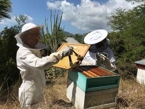 Two beekeepers in protective suits inspecting honeycomb frames from a colorful beehive outdoors.