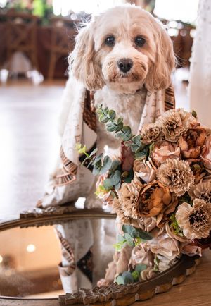 A fluffy Cavapoo dog in a boho blanket sits beside an elegant bouquet of dried flowers on a mirrored tray.