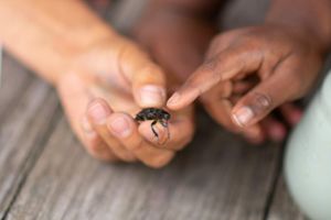 Child holding a small black beetle insect in their hands, examining it closely on a wooden surface.