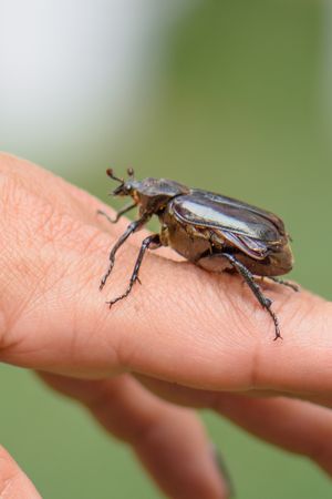 Close-up of a large brown beetle perched on a human hand against a blurred green background.