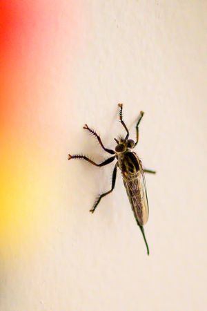 Close-up macro photo of a robber fly perched on a white wall with colorful red and yellow background.