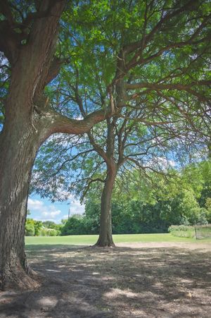 Two large trees with sprawling branches provide shade in a sunny green park with blue sky and lush trees in background.