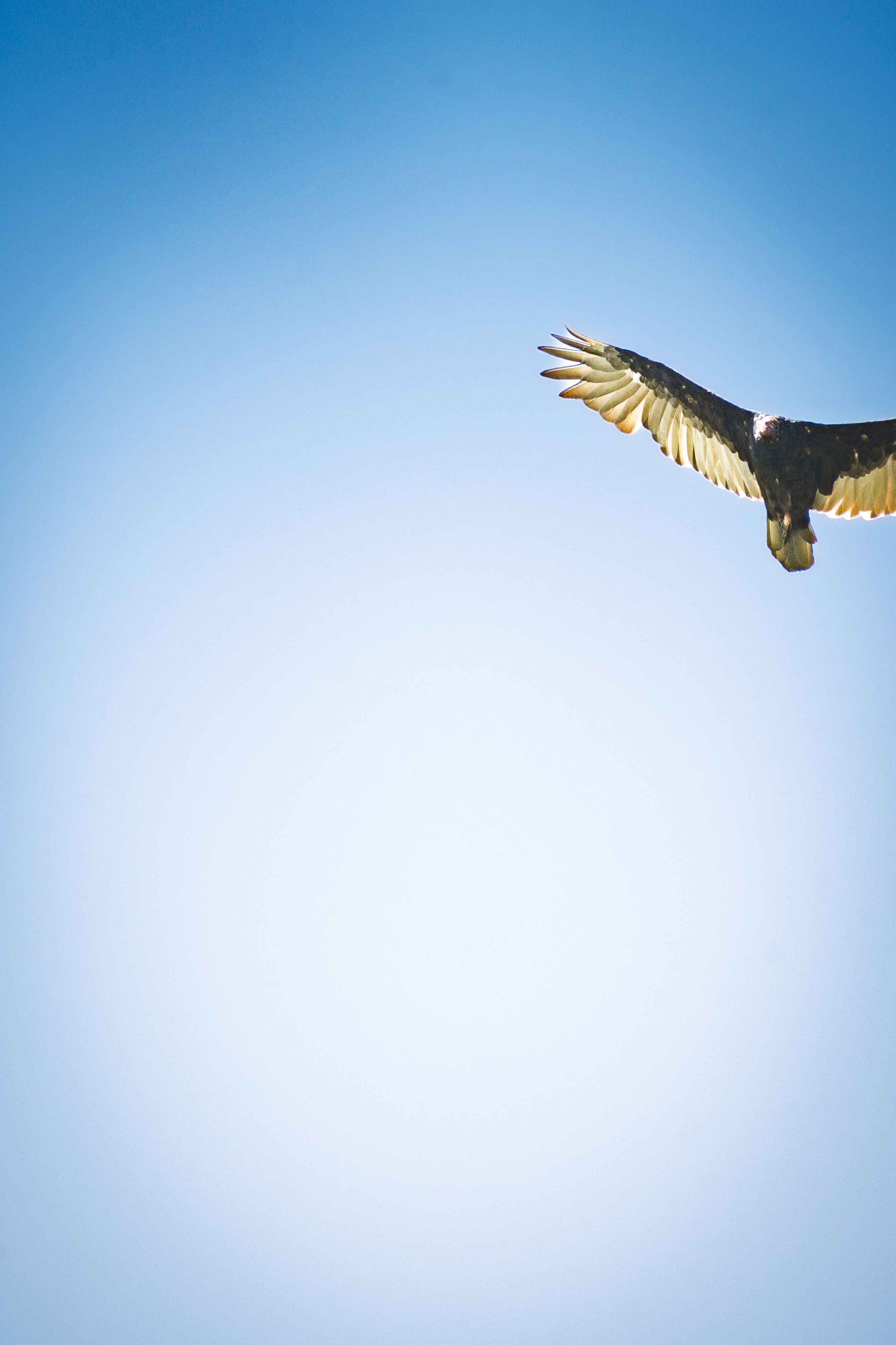 A large bird of prey soaring with wings spread wide against a clear blue sky.