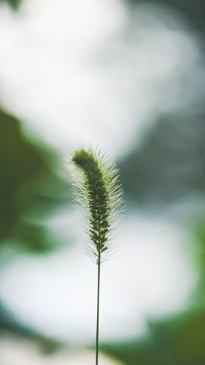 Close-up of a green foxtail grass seed head on a slim stem against a soft blurred sky background.