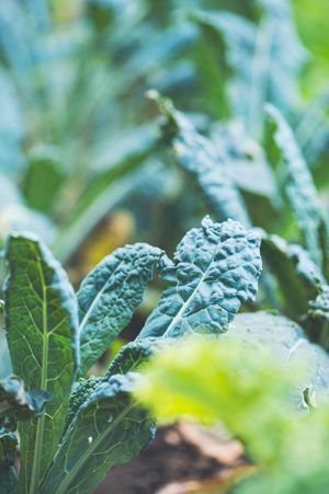 Close-up of fresh kale leaves growing in a garden, showcasing their textured, dark green foliage.