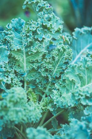 Close-up of fresh curly kale leaves growing in a garden, showcasing vibrant green foliage.