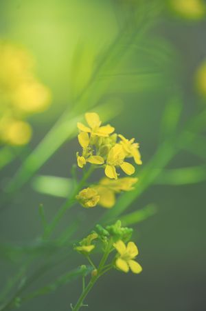 Bright yellow mustard flowers blooming on green stems in a softly blurred garden setting.