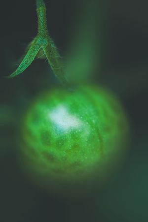 Close-up macro photo of a small green tomato hanging on a vine with dark blurred background.