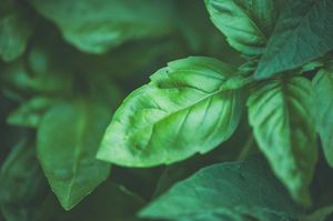Close-up of vibrant green basil leaves with visible veins, showcasing fresh herb growth in a lush garden setting.