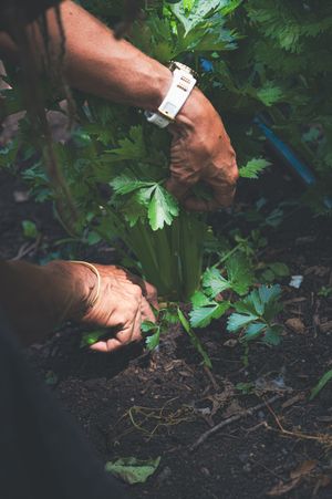 Hands harvesting fresh celery from a garden bed, wearing a white watch.