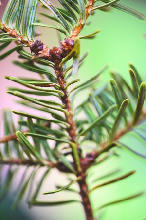 Close-up of a green pine tree branch with soft needles against a blurred pink and green background.