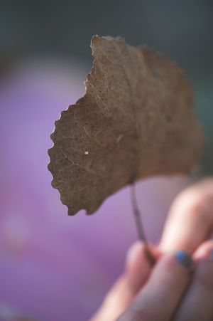 A hand holding a dry brown leaf against a blurred purple bokeh background.
