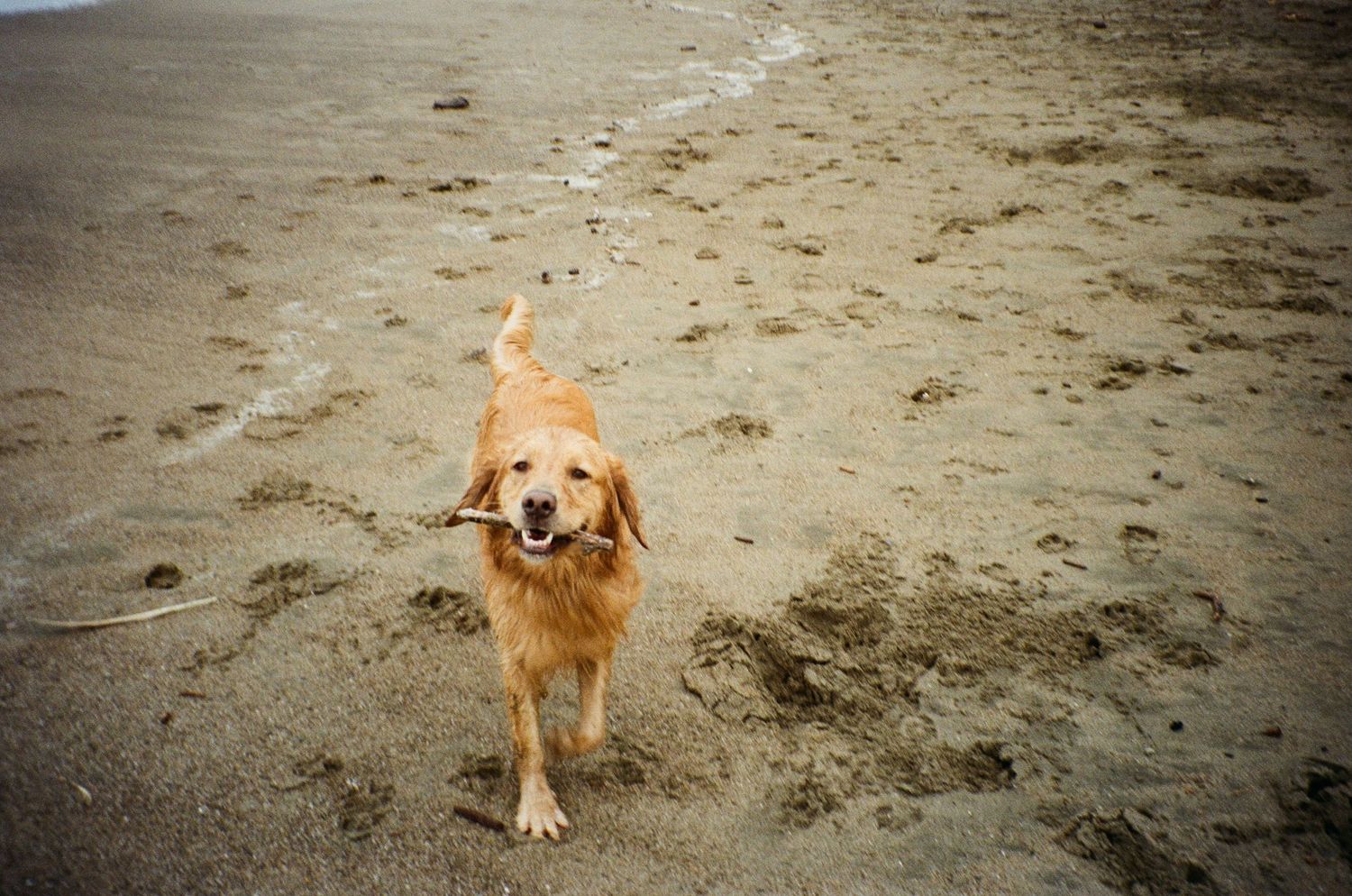 documentary family photography capturing everyday moments with a timeless, cinematic feel, bring your pet, he's an important part