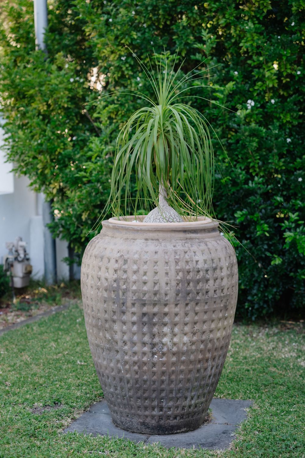 Large decorative textured clay pot with a ponytail palm plant, set on green grass with lush hedges in the background.