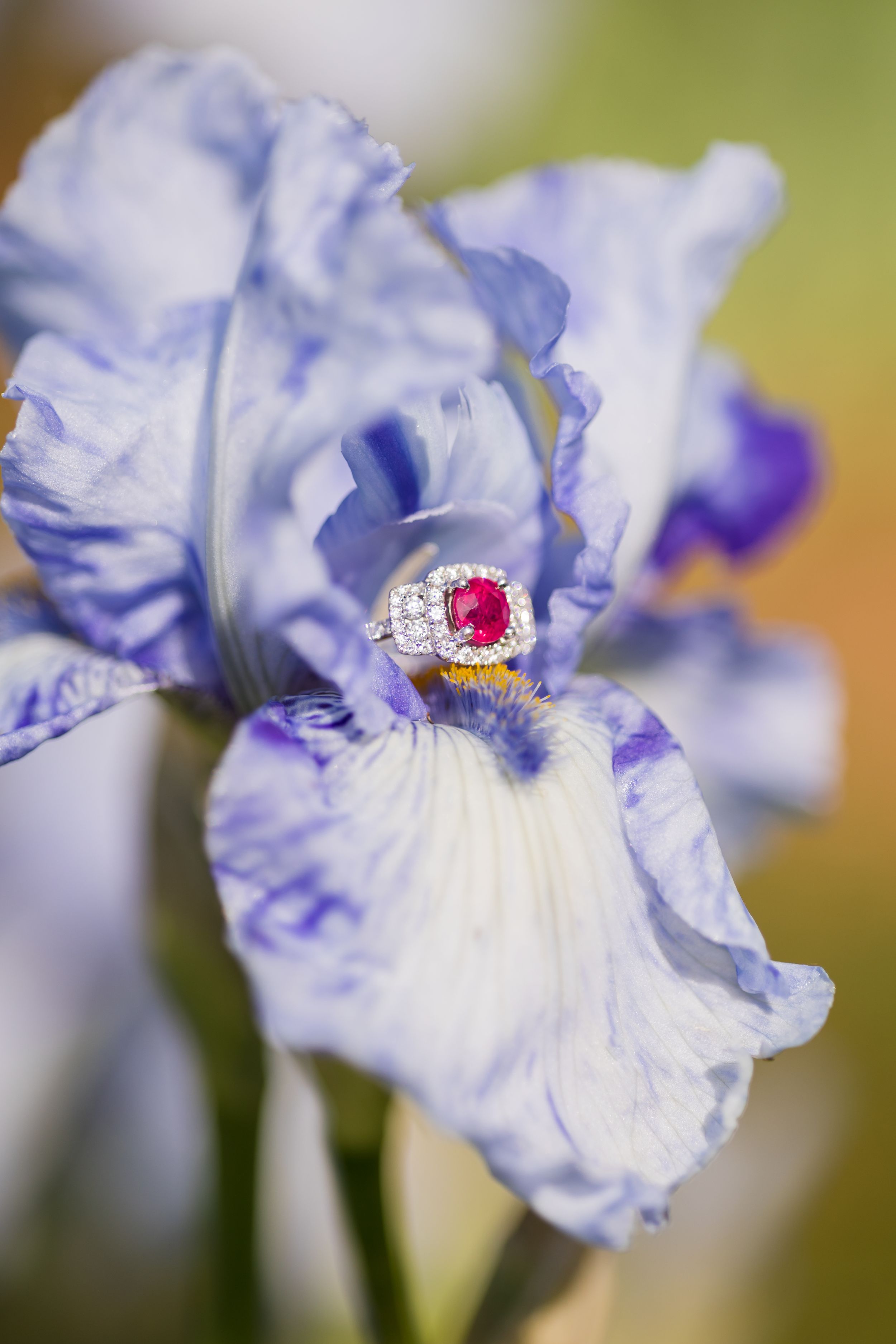 A stunning ruby and diamond halo ring resting on a blooming blue and white iris flower petal.