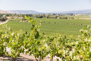 Lush green vineyard rows stretch across a sunlit valley with mountains and blue sky in the background.
