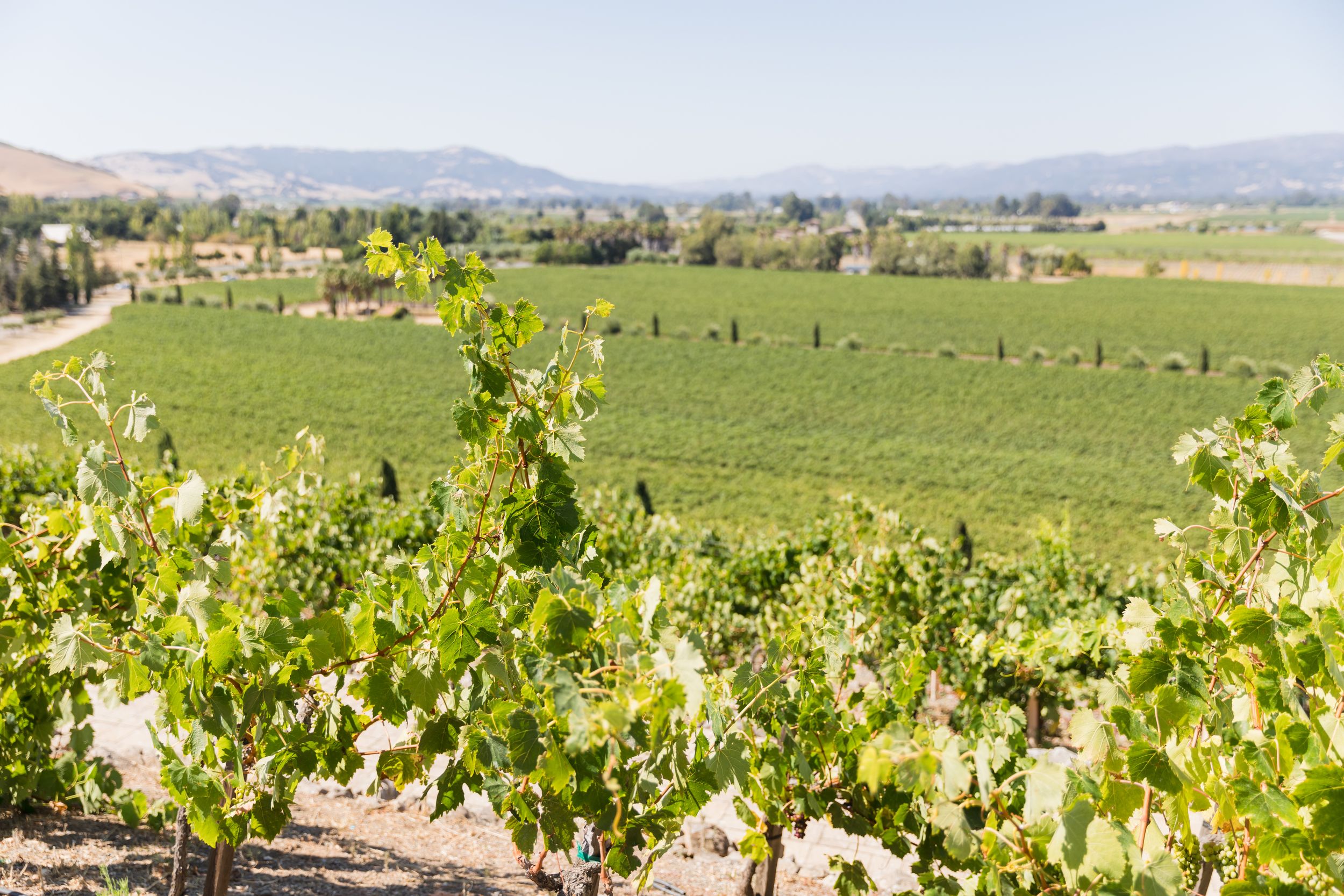 Lush green vineyard rows stretch across a sunlit valley with mountains and blue sky in the background.