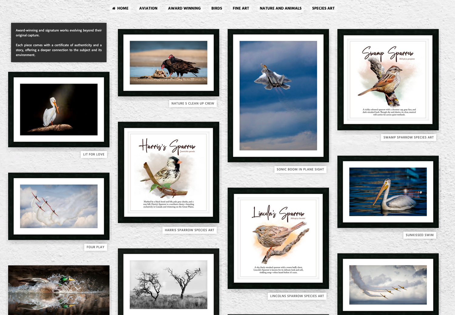 A gallery wall displaying framed fine art bird photography prints, featuring sparrows, pelicans, and herons on a white background.