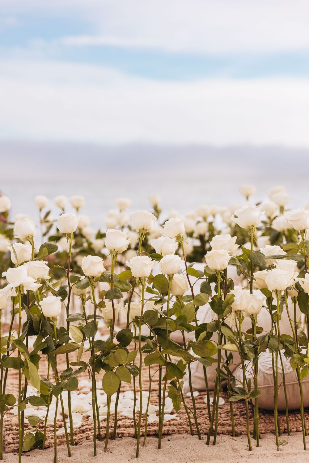 White roses planted in beach sand with ocean and cloudy sky in the background.