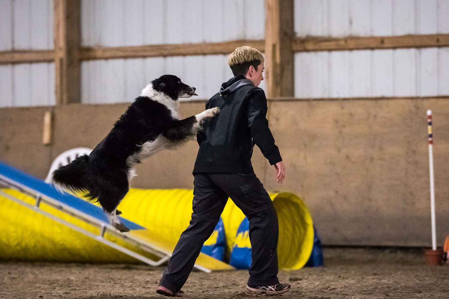 Border collie jumps onto handler's back during an agility training session in an indoor arena.