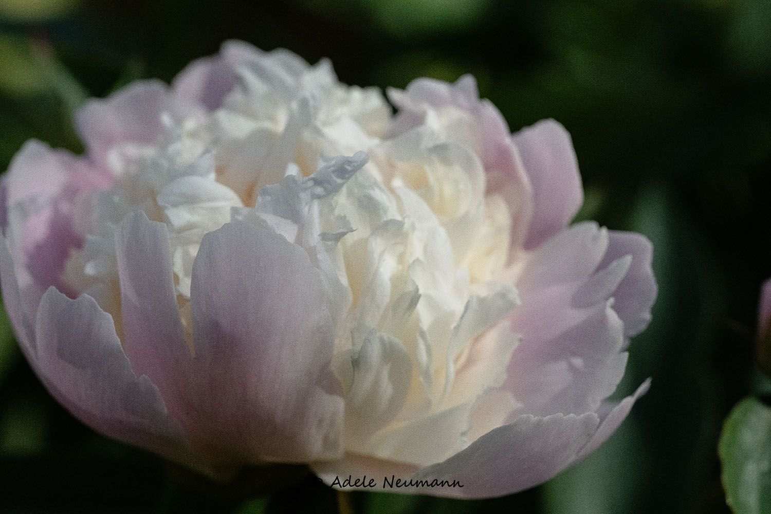 Pink and White Peonie flower closeup