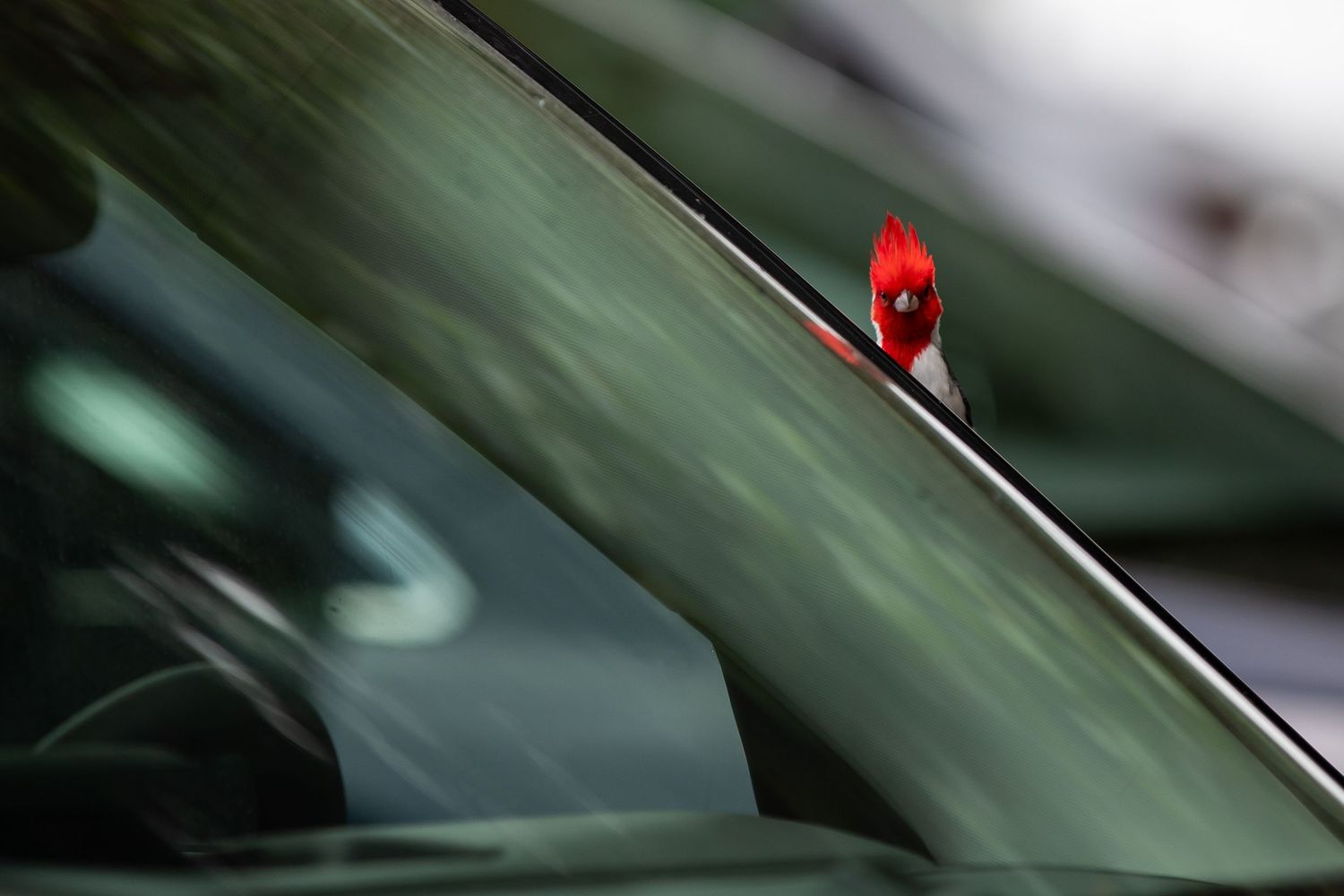 A vibrant red cardinal bird perched on the edge of a car window in an urban setting.