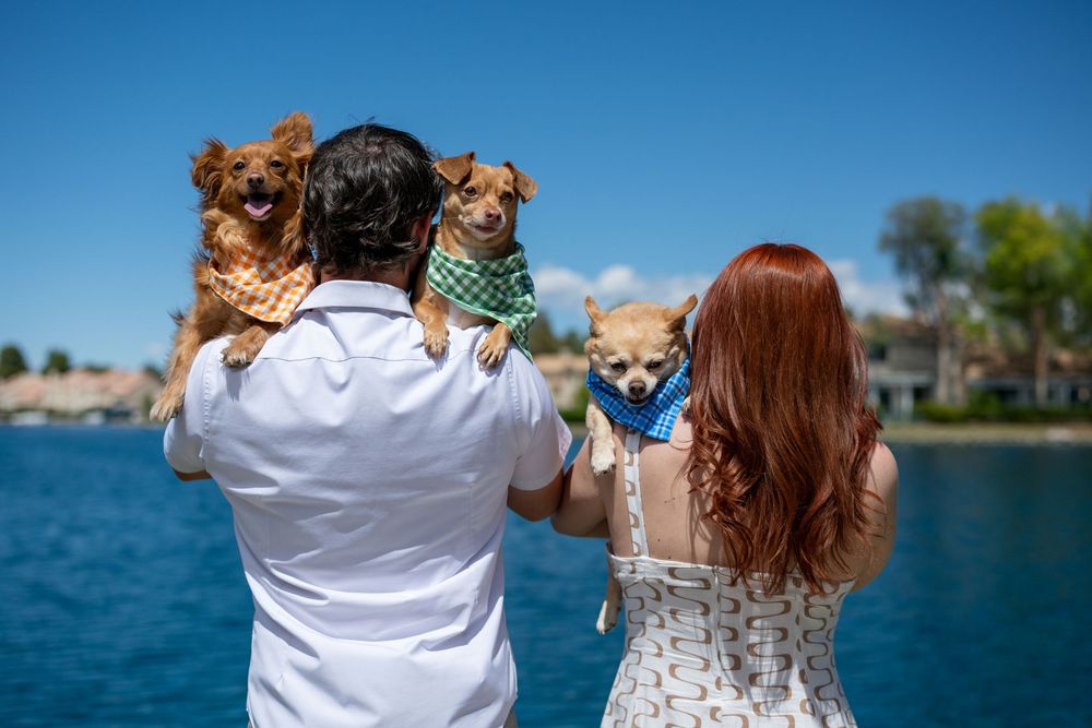 Back view of couple raising three small dogs by a blue lake under a clear sky.